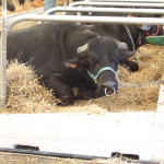 Tracciabilità della filiera bufalina, torna Fiera Agricola all’A1Expo
