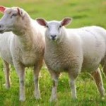 Boom di giovani pastori, +200mila pecore in 5 anni