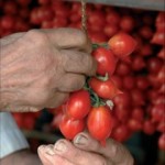 Protocollo contro il caporalato in agricoltura, l’Alleanza delle Cooperative Italiane Campania è pronta a partire