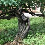 Dalla ristorazione alla viticoltura: il territorio casertano celebra le sue eccellenze con il “CASAVECCHIA WINE FESTIVAL”