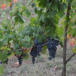 I vini autoctoni casertani al prestigioso MERANO WINEFESTIVAL