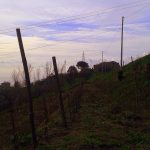 Festival delle Vigne metropolitane di Napoli, sabato e domenica si concludono le visite in cantina