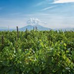 Festival delle Vigne metropolitane di Napoli, sabato la conclusione al Cellaio del Real Bosco di Capodimonte. Degustazioni e workshop su vigne storiche e agricoltura nei siti reali