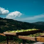 Nuovi Presìdi Slow Food al prossimo Terra Madre