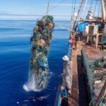 Riconosciuto il ruolo della piccola pesca per il risanamento dell’ecosistema marino