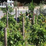 “VIGNE RESILIENCE”, A NAPOLI LA PRIMA VIGNA GESTITADAGLI STUDENTI DELLE PERIFERIE